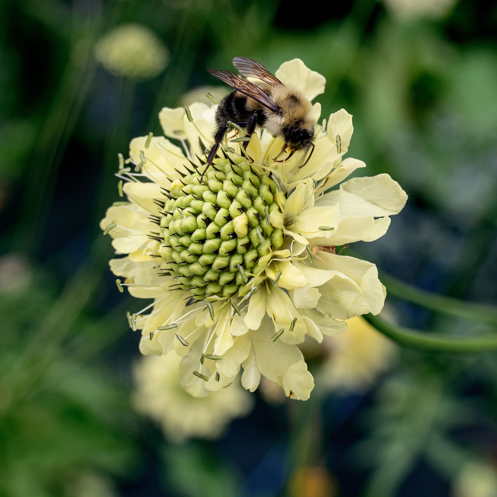Cephalaria gigantea Giant Yellow